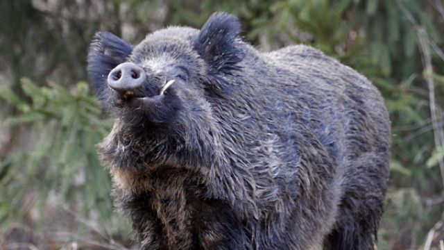 Pestă porcină africană confirmată la un mistreț 