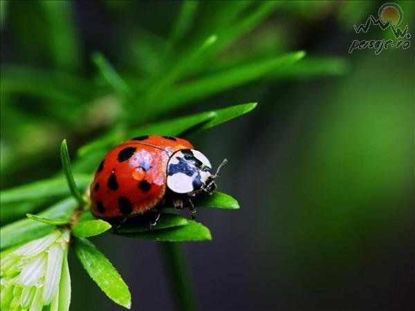 Incredibil! Tumoră gigantă, operată la Spitalul Judeţean din Baia Mare