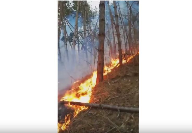 Incendiu în Buciumi! A ars 1 ha de pădure
