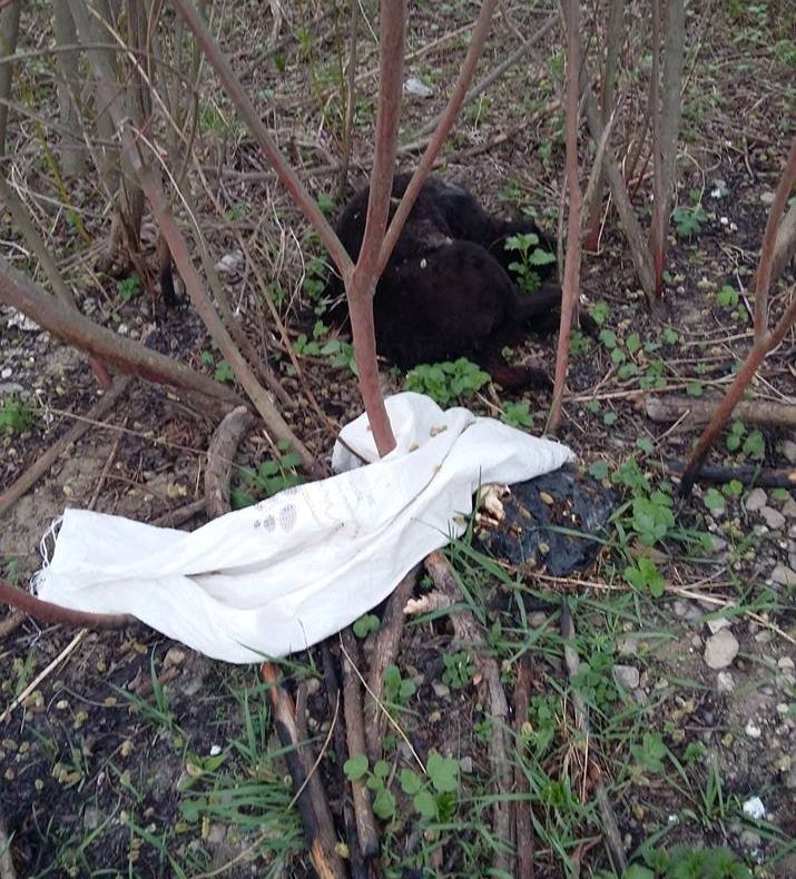 "10 lei pentru căței", acțiune caritabilă pentru necuvântătoare