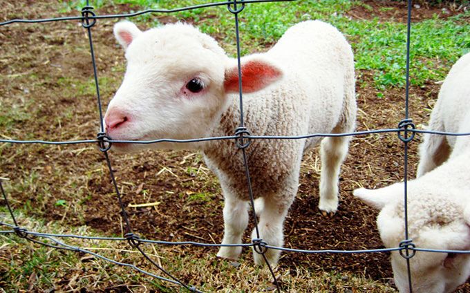 Puncte de vânzare a mieilor în Maramureş