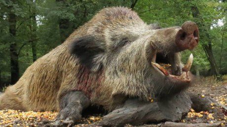 Autoritățile județene din nou în alertă, din cauza pestei porcine africane