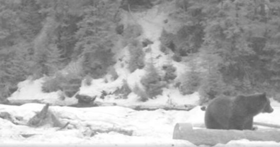 Urs masiv masiv surprins în Vişeu