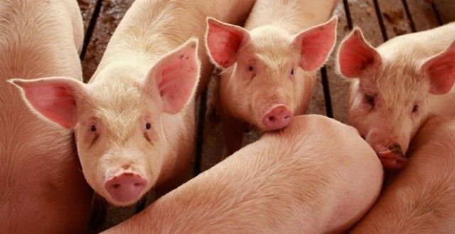 Porci confiscaţi de la un maramureşean