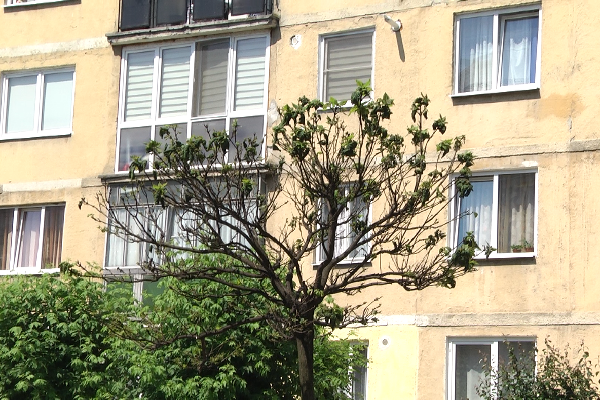 SIGHETU MARMAȚIEI: Copaci afectați din cauza  păduchilor de plante