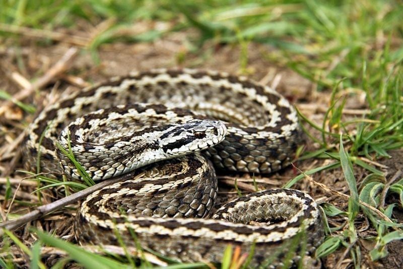 Atenție la întâlnirile cu șerpii. Sfaturi utile de la Salvamont Maramureș