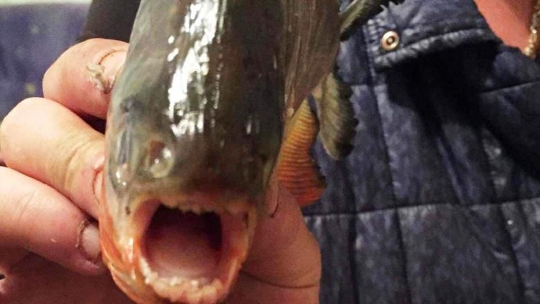Pești Piranha găsiți într-un lac din Maramureș