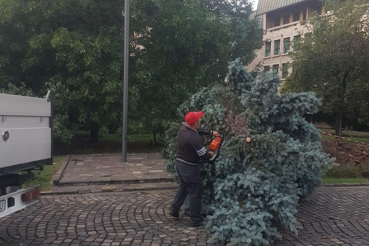 Copaci prăbușiți în Baia Mare! Cod galben de inundații