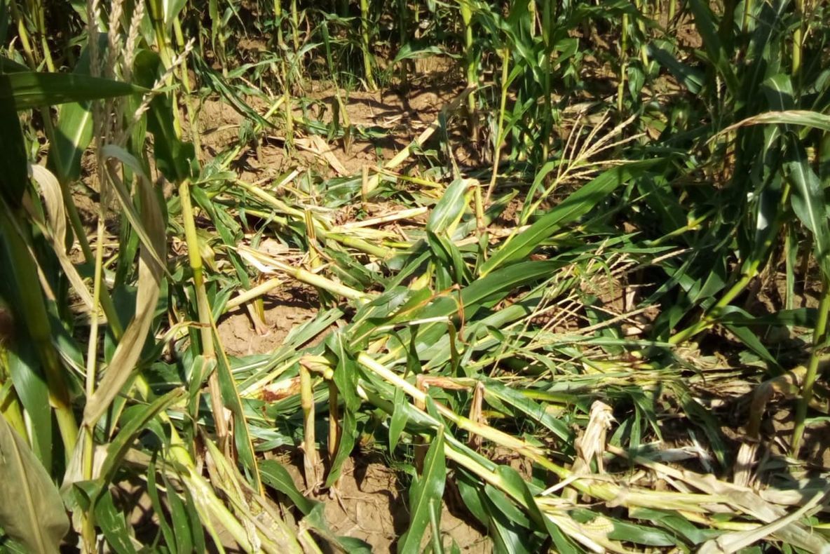 Mistreții distrug culturile oamenilor și nimeni nu ia măsuri