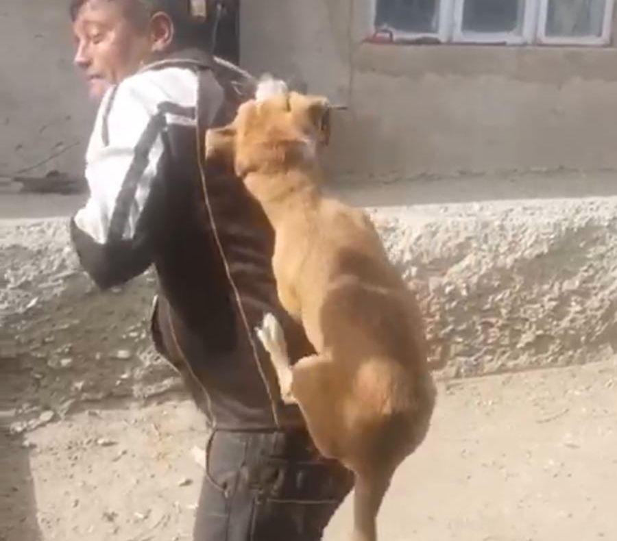 CRUZIME FĂRĂ MARGINI: Un cățel a fost târât după o mașină iar apoi aruncat într-un tomberon