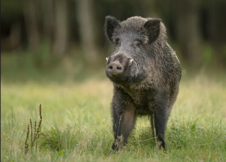 Noi măsuri pentru eradicarea pestei porcine africane la mistreți