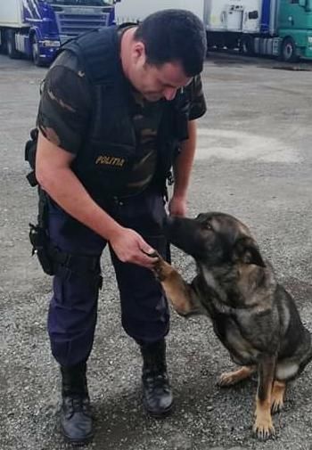 Încă un caz rezolvat de câinele polițist Teba