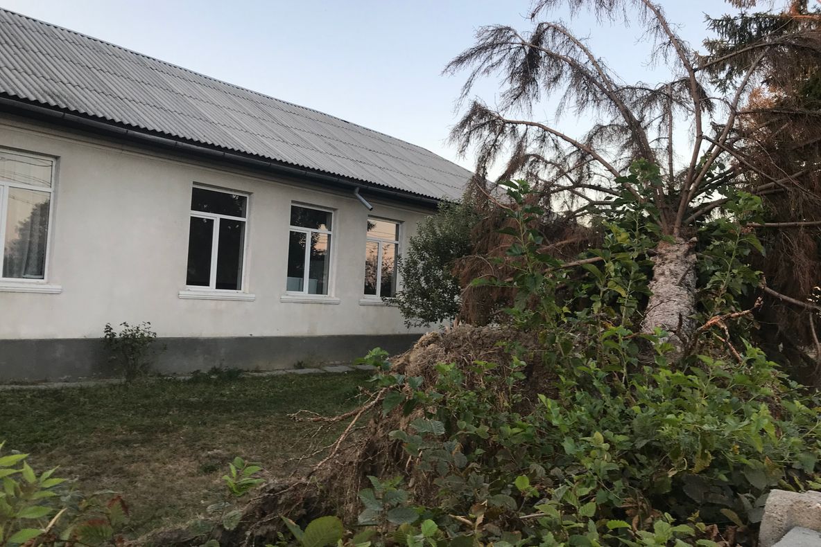 Un brad prăbușit stă nemișcat în faţa Şcolii Gimnaziale din Hideaga de aproape 5 luni