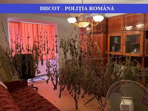 Două persoane arestate preventiv după ce au cultivat cannabis pe malul râului