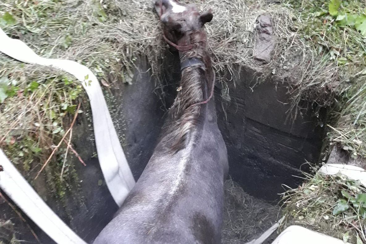 Cal salvat dintr-un bazin