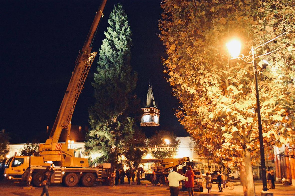 A ajuns bradul de Crăciun în Baia Mare