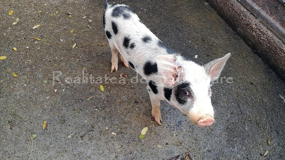 Suspiciune de pestă porcină africană într-o gospodărie din județul Satu Mare