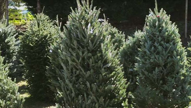 Poliţiştii maramureşeni atrag atenţia asupra faptului că un brăduţ „procurat”ilegal vă poate aduce un dosar penal