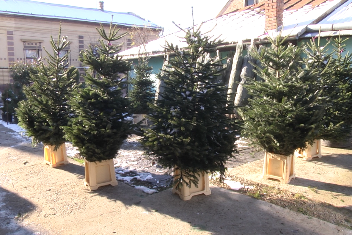 A început goana după bradul de Crăciun