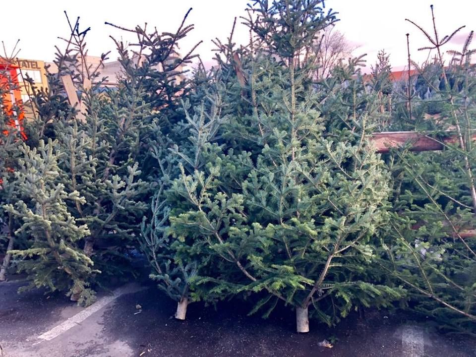 Acţiune pentru verificarea legalităţii operaţiunilor cu pomi de Crăciun în Maramureș