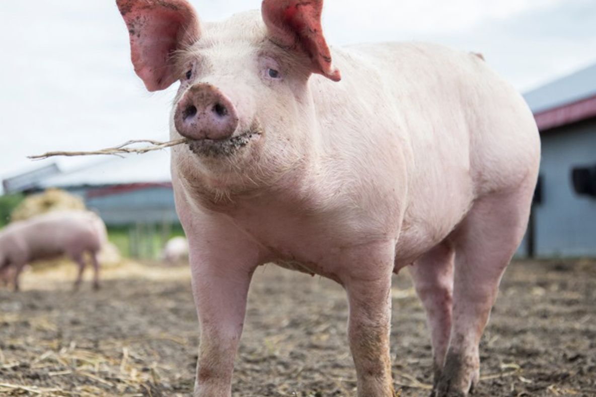 Examene trichineloscopice în perioada premergătoare sărbătorilor de iarnă