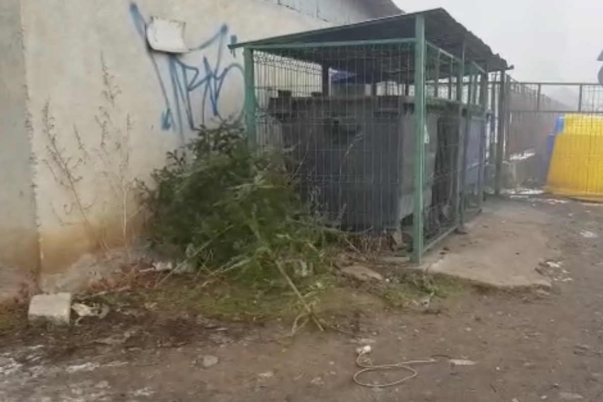 CUM SCĂPĂM DE BRADUL DE CRĂCIUN: Zeci de brazi abandonați lângă tomberoane în Sighetu Marmației