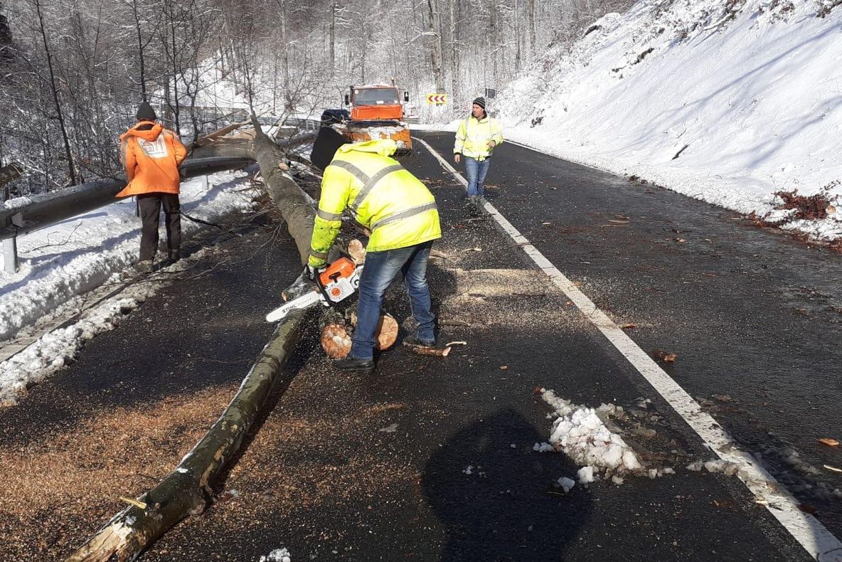 Mai mulți copaci s-au prăbușit astăzi pe DN 18 în Pasul Gutâi din cauza vântului