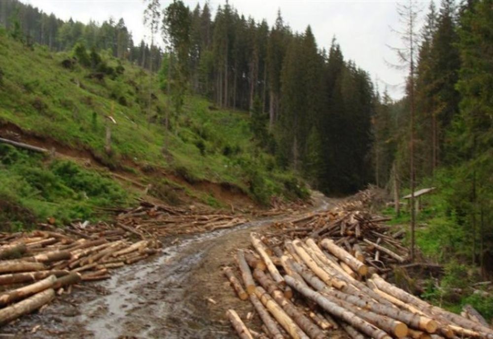 Cea mai mare defrișare ilegală din ultimii cinci ani a fost descoperită la Sighetu Marmaţiei. Ce spune șeful Ocolului Silvic Sighet