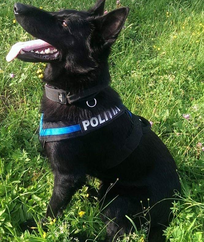TEBA – MEREU ÎN LINIA ÎNTÂI | Câinele poliţist a fost cooptat în echipa de cercetare constituită în urma sesizării unui furt in Sălsig