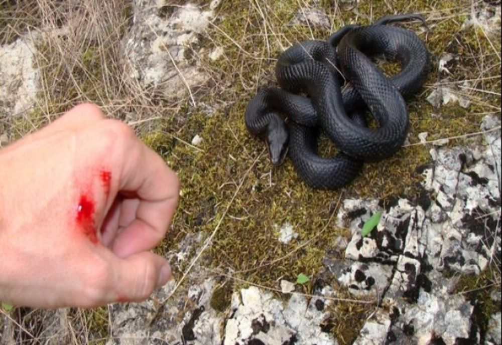 Cum recunoaștem și cum tratăm mușcăturile de vipere