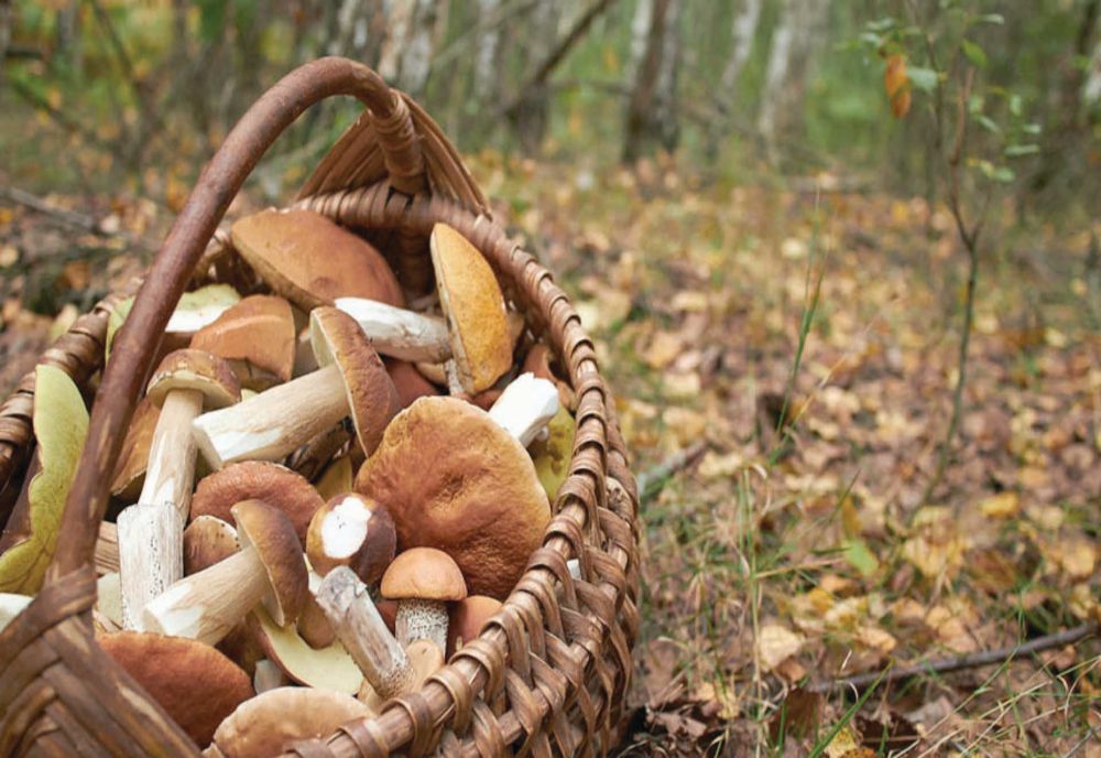 6 maramureșeni au ajuns la spital după ce au mâncat ciuperci