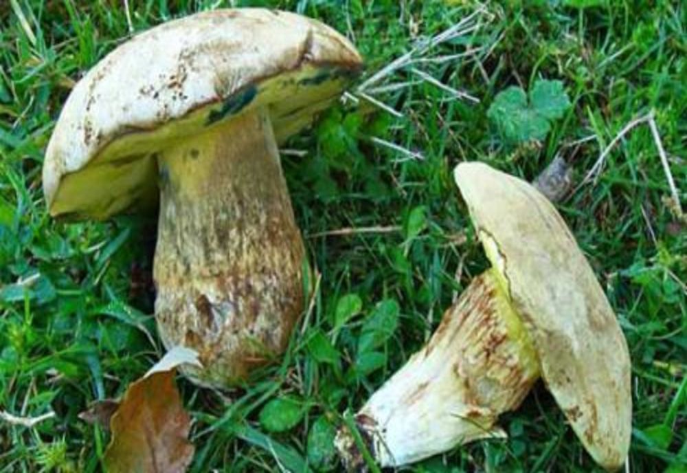 2 adolescente din Maramureș, intoxicate cu ciuperci