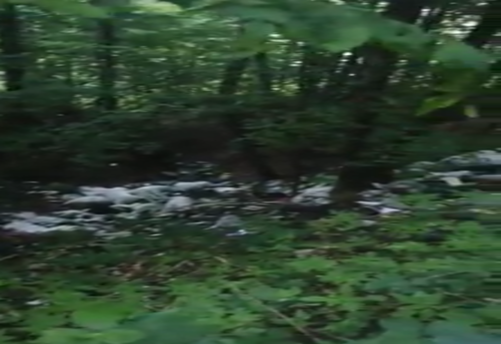 MARAMUREȘ: Păduri sufocate de gunoaie