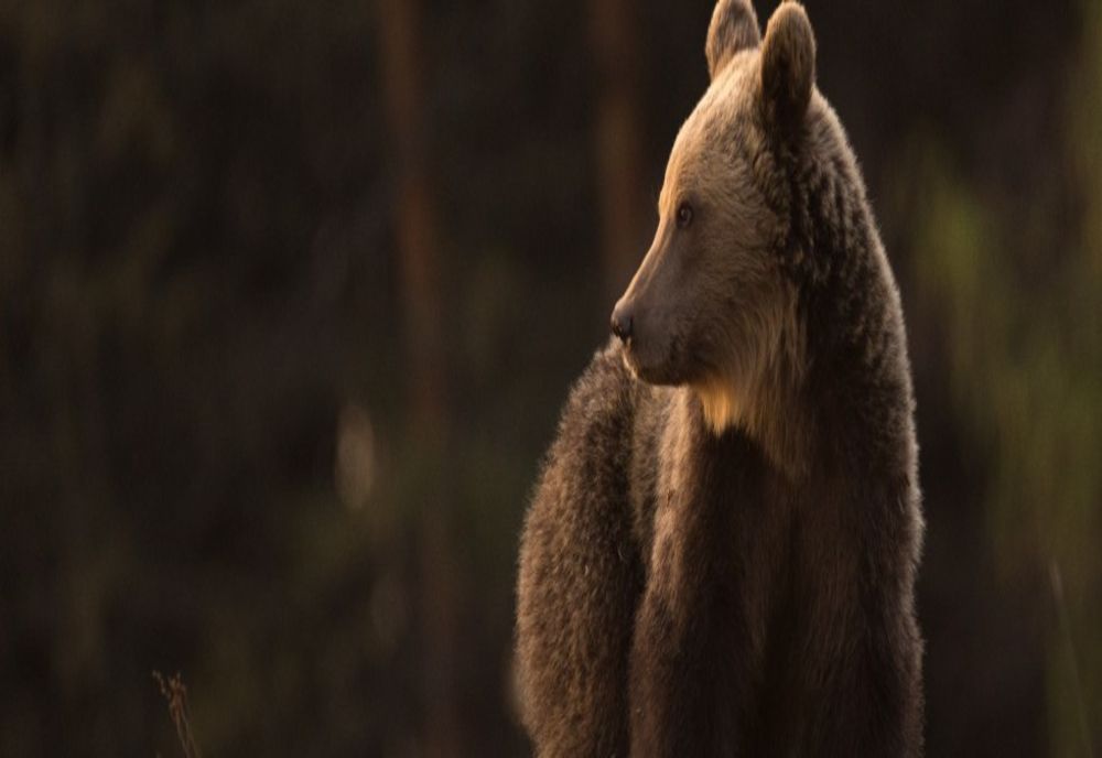Bani de la Guvern pentru montarea de garduri electrice împotriva urșilor