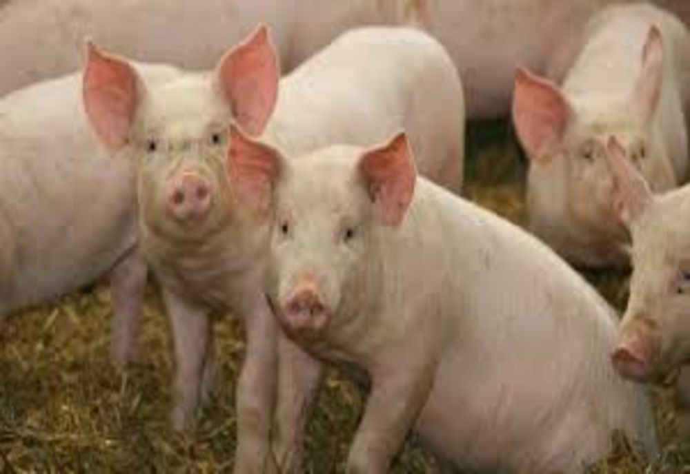 RECOMANDĂRI DSVSA: Achiziționați produse alimentare doar din unități autorizate