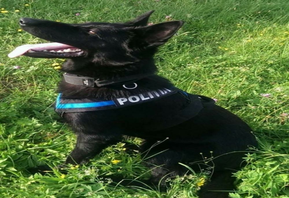 Maramureş: Patru tineri prinşi după un furt de câinele - poliţist Teba