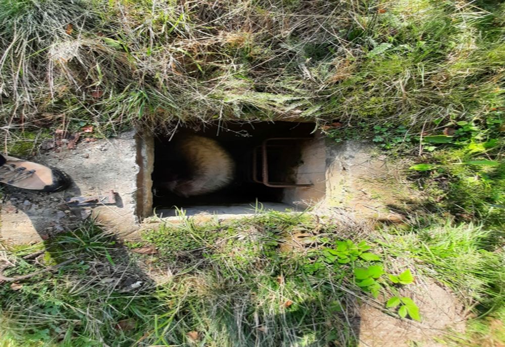 Atlfel de misiune pentru poliţiştii maramureşeni! Au salvat un berbec căzut într-un canal (FOTO)