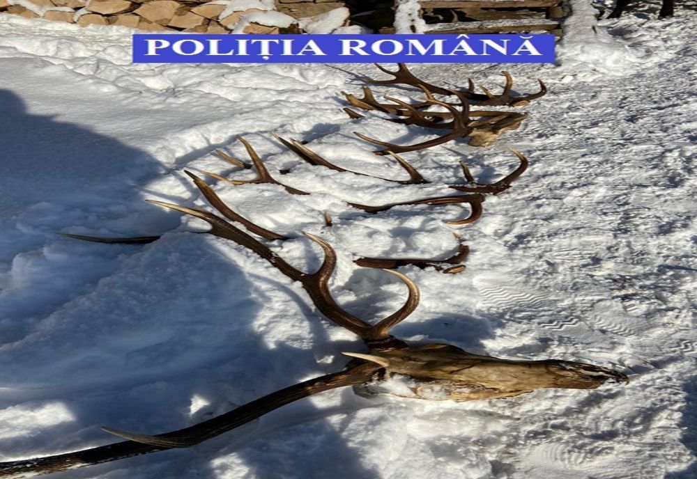 Percheziţii în Vişeu de Sus! Au fost confiscate arme, muniţie şi trofee de cerb (FOTO)