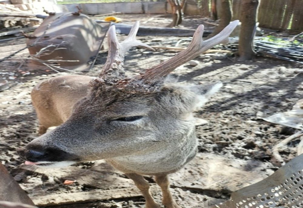 Două persoane rănite după ce au fost atacate de un căprior ţinut în captivitate (FOTO)