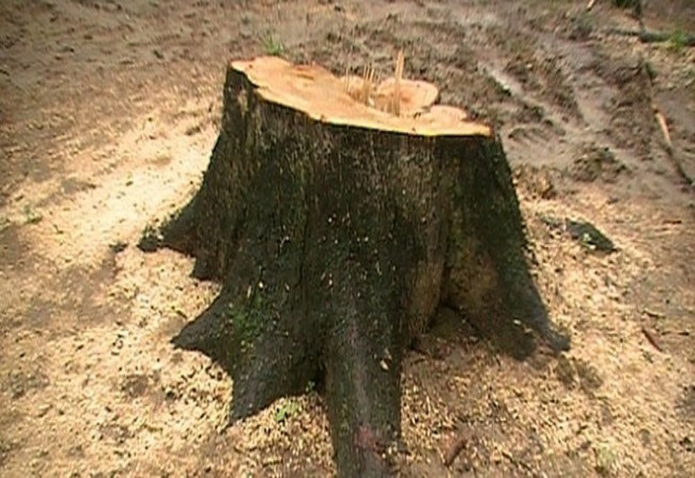 Bărbat din Ruscova, cu dosar penal pentru tăiere ilegală de arbori