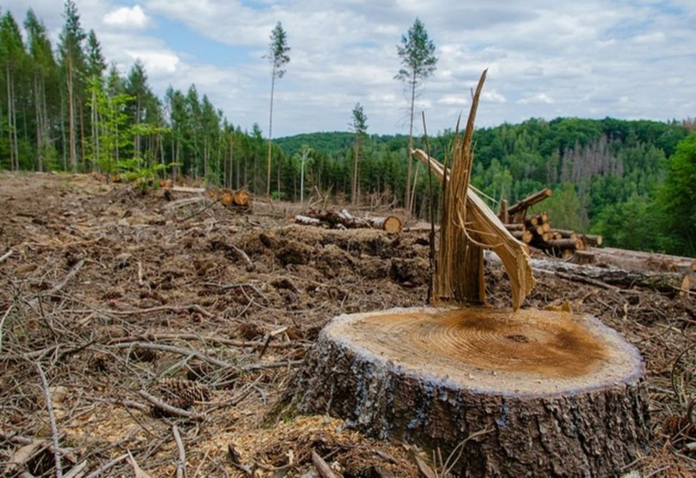 România, țara nimănui. JAFUL din pădurile țării trebuie să înceteze! Românii își vor țara înapoi - TRIMITE imagini care demască abuzurile!
