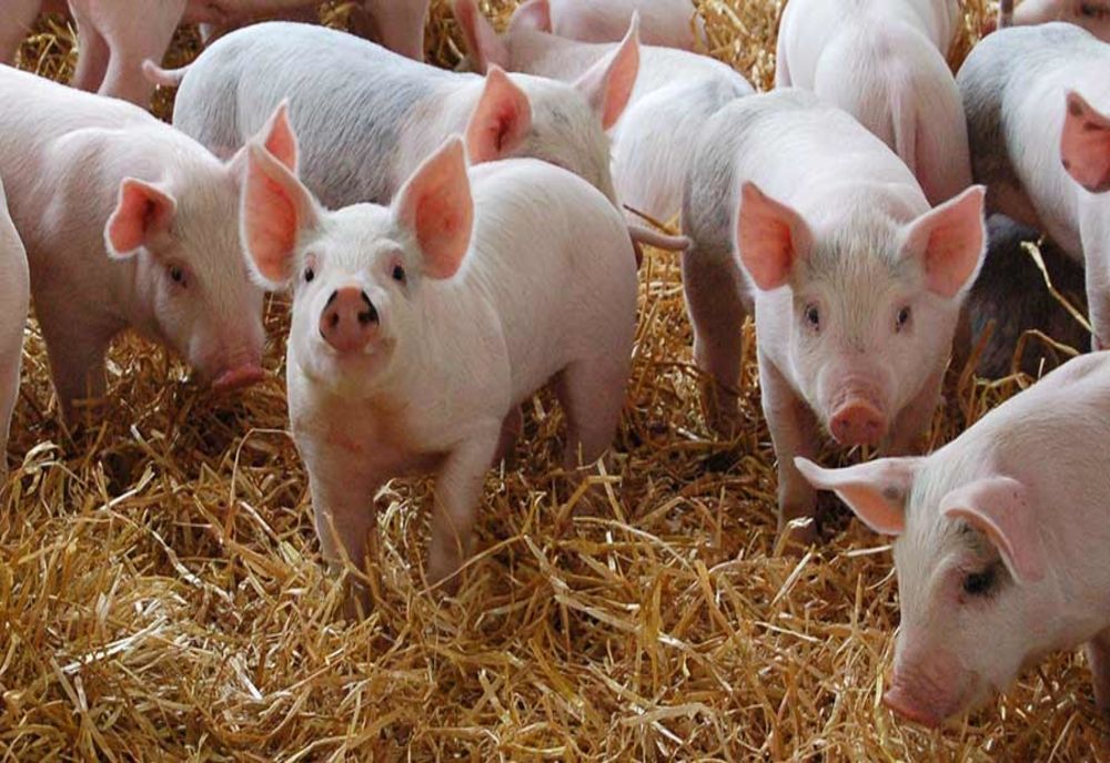 MARAMUREȘ: CINCI FOCARE DE PESTĂ PORCINĂ AFRICANĂ, CONFIRMATE ÎN MAI MULTE GOSPODĂRII DIN ZONE RURALE