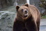 Urs văzut pe o stradă din orașul Borșa; a fost emis mesaj RO-ALERT