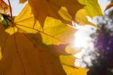 Soare și maxime de până la 22°C în Maramureș