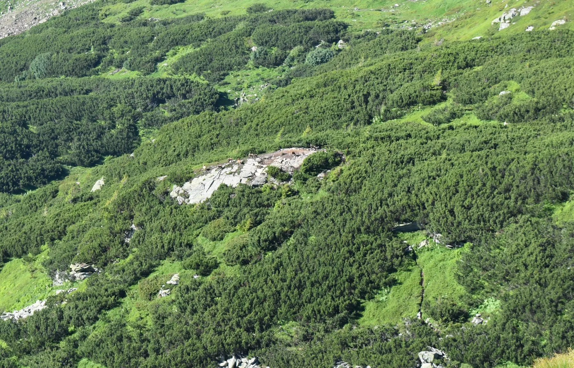 muntii