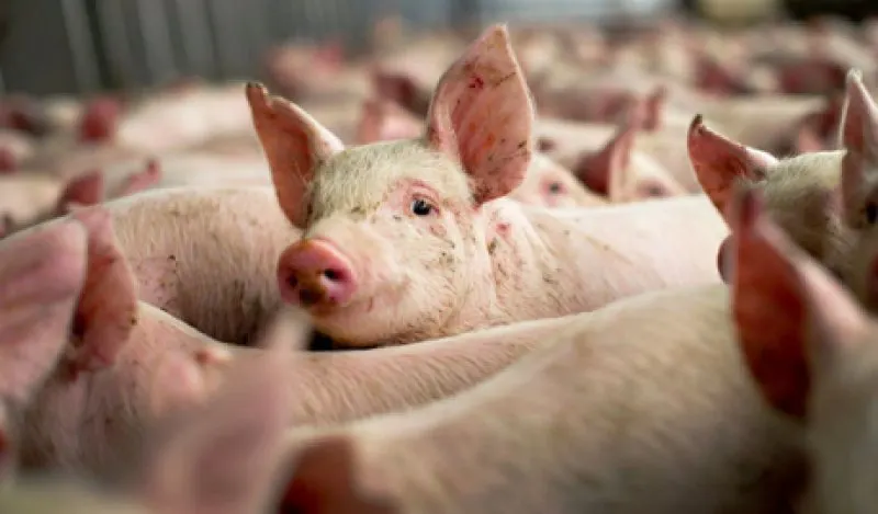 PORCI
