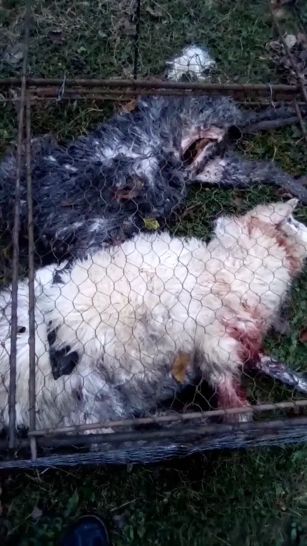 animale atacate de câini