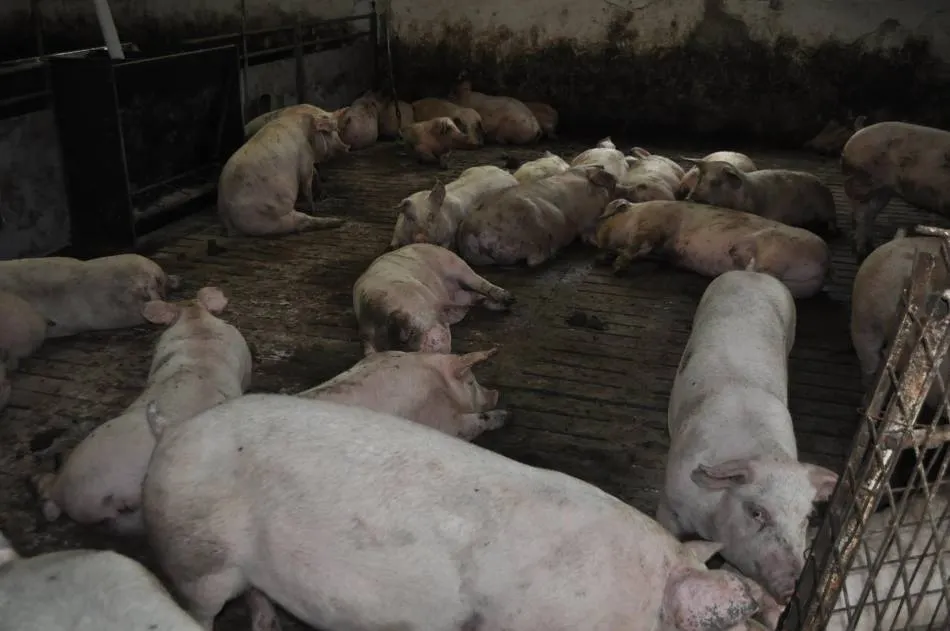 Actualizarea situației privind evoluția Pestei Porcine Africane