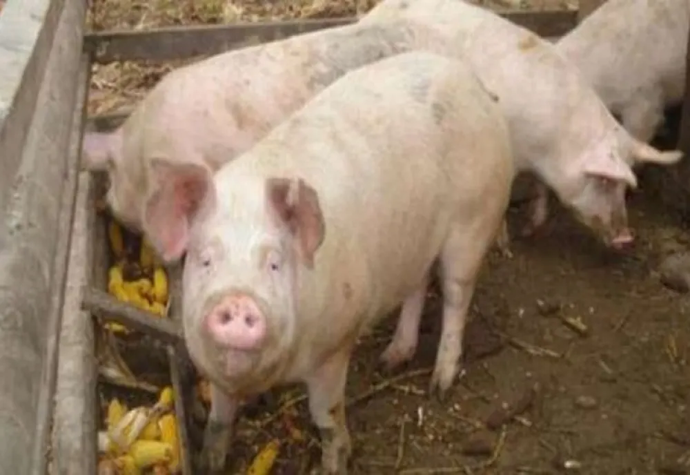 Pestă porcină africană, confirmată în localitatea Rozavlea