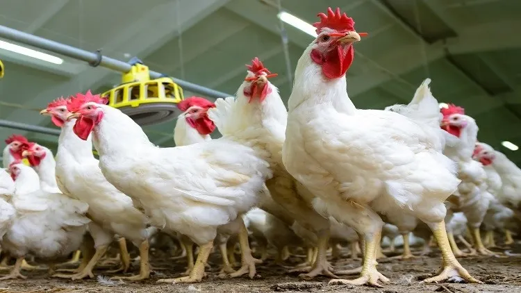 White chickens farm